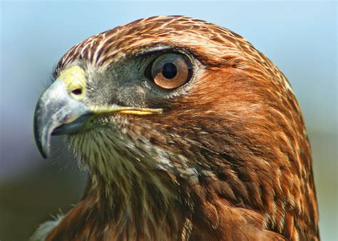 Hawk .
